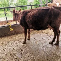 گاو قربانی دورگ محلی