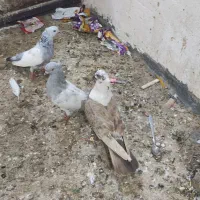 کفتر|پرنده|شیراز, شهرک بهشتی|دیوار
