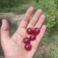 آلبالو گیلاس