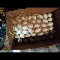 تخم نطفه دار قوغاز و غاز درهم