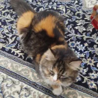 گربه پرشین اصیل ماده