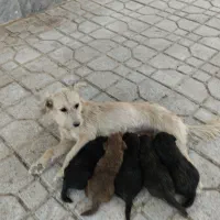 سگ پاکوتاه. نژادپامربا5تاطوله 3تانر2تاماده