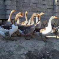 ۹ عدد غازه ۹ ماهه|حیوانات مزرعه|ثمرین, |دیوار