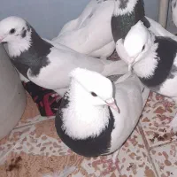 تهرانی پرشی