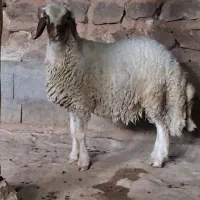 بره قوچ داشتی (کاور ورن)