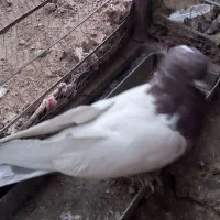 کبوتر سر سورخ|پرنده|زرند, |دیوار