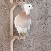 طوق زرد|پرنده|پاسارگاد, |دیوار