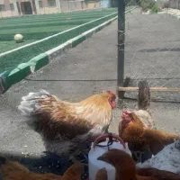 خروس‌ویاندت اورنج‌