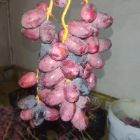 خرک  خرما  رطب  ملس