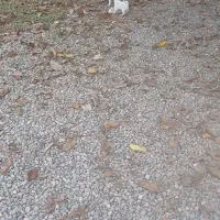 واگذاری‌توله‌سگ‌پاکوتاه نژاداشپیترز|سگ|اصلاندوز, |دیوار