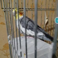 عروس هلندی نر مست مست