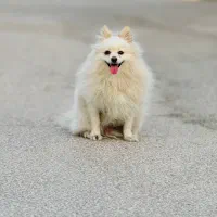 سگ پامر|سگ|بندر کنگان, |دیوار