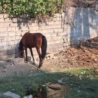 اسب ماده کشیده قد بلند قهوه ای نژاد عرب