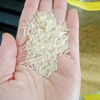 بنج هندی دانه بلند 1121 سانلند|خوردنی و آشامیدنی|چناران, |دیوار