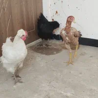 مرغ لاری تخم گذار 9 ماهه از بهترین نژاد