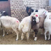 گوسفند داشتی