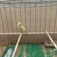 ماده قناری موزاییکی