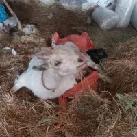 بز سانن چاق از پاهاش مشکل کیلو ۲۳۵۰۰۰