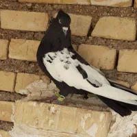 کبوتر نر سینه سیاه|پرنده|حمیدیه, |دیوار