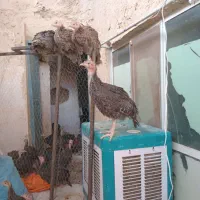 جوجه بوقلمون برنز  (۳ماهه)(انواع طیور)|حیوانات مزرعه|ساوه, |دیوار