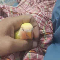 جوجه کوتوله سرلاکی زرد رنگ صورت هلویی|پرنده|چابهار, |دیوار