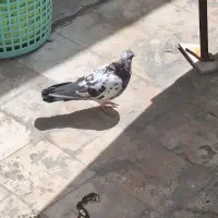 کفتر باخت داده