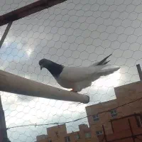 اخ باش ماده صید شده|پرنده|اردبیل, |دیوار