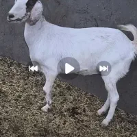 میش و بز فروشی
