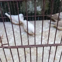 فروش مرغ عشق و فنچ