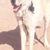 سگ پانزده ماهه|سگ|مشهد, هنرستان|دیوار