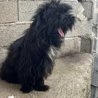 سگ پاکوتاه|سگ|شیرگاه, |دیوار