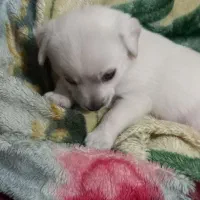 سگ پاکوتاه|سگ|تهران, جوادیه تهرانپارس|دیوار