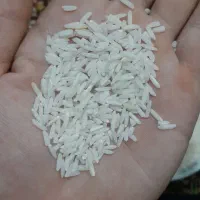 برنج هاشمی سورتینگ زده شده