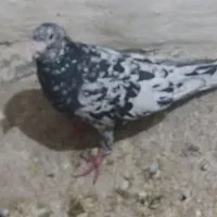کفتر نر 30تاقلدور