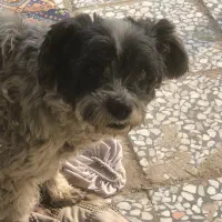 واگذاری رایگان شیتزو تریر