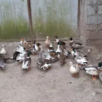 اردک پروازی