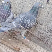 کبوتر|پرنده|خاش, |دیوار