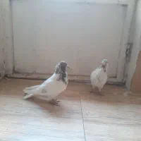 یه جفت کفتر کله ای|پرنده|ملایر, |دیوار