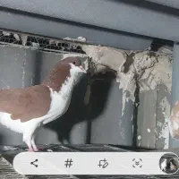 کبوتر خوشرنگ  شهری چادری زرد و سرخ|پرنده|تهران, شادآباد|دیوار