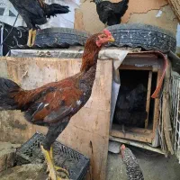 خروس لاری
