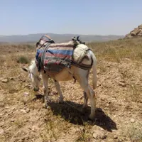 خرنر4ساله|حیوانات مزرعه|شیروان (خراسان), |دیوار