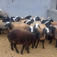 بره ماده عتیقه ابستن