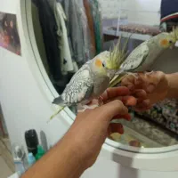 عروس هلندی|پرنده|مشهد, نوید|دیوار