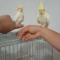 یه جفت عروس هلندی اهلی