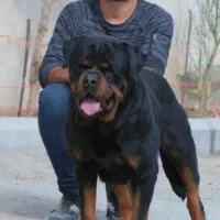سگ روتوایلر rottweiler توله سگ روتوایلر|سگ|هشتگرد, شهرک گلها|دیوار
