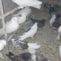 فروش کفتر پرشی