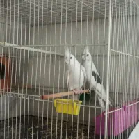 عروس هلندی مولد