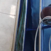 کاکتوس|گل و گیاه طبیعی|چغادک, |دیوار