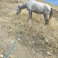 اسب سرحال