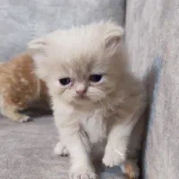 گربه های پرشین و بازیگوش|گربه|تهران, پارک شهر|دیوار